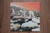 LED ZEPPELIN * 1 PRESS!!!!! * The dream for everyone!!!!! LED ZEPPELIN * 1 PRESS!!!!! * The dream for everyone!!!!!
